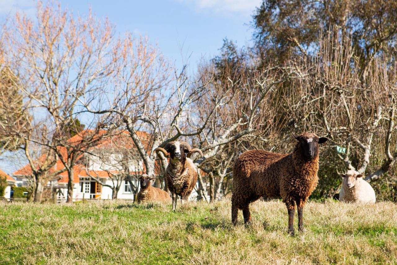 Corbett House Heritage Bed & Breakfast Hikutaia Εξωτερικό φωτογραφία